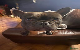 French Bulldog dogs for sale: Rehoming - 8 year old French Bulldog - Image 9