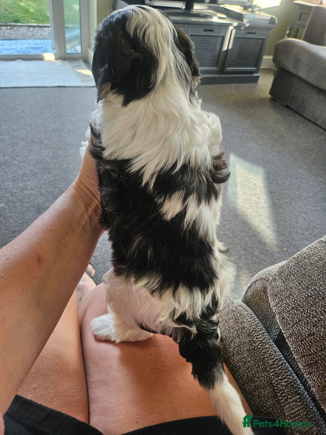 Cockapoo dogs for sale:  7 week old Cockapoos 2 girls ( both sold)  1 boy  - Image 5