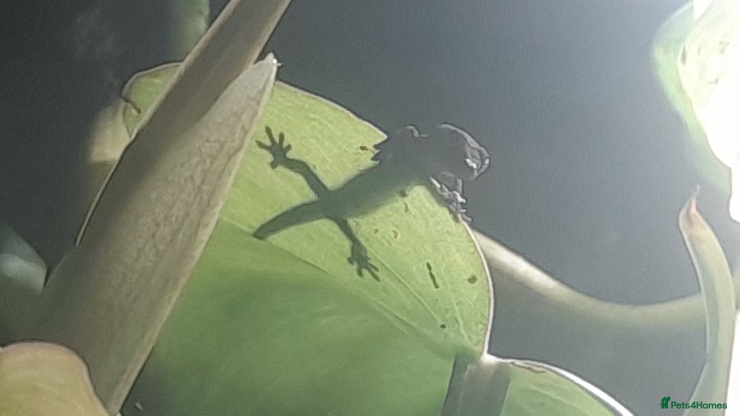 Gecko reptiles for sale: Mourning Gecko hatchlings. - Image 5