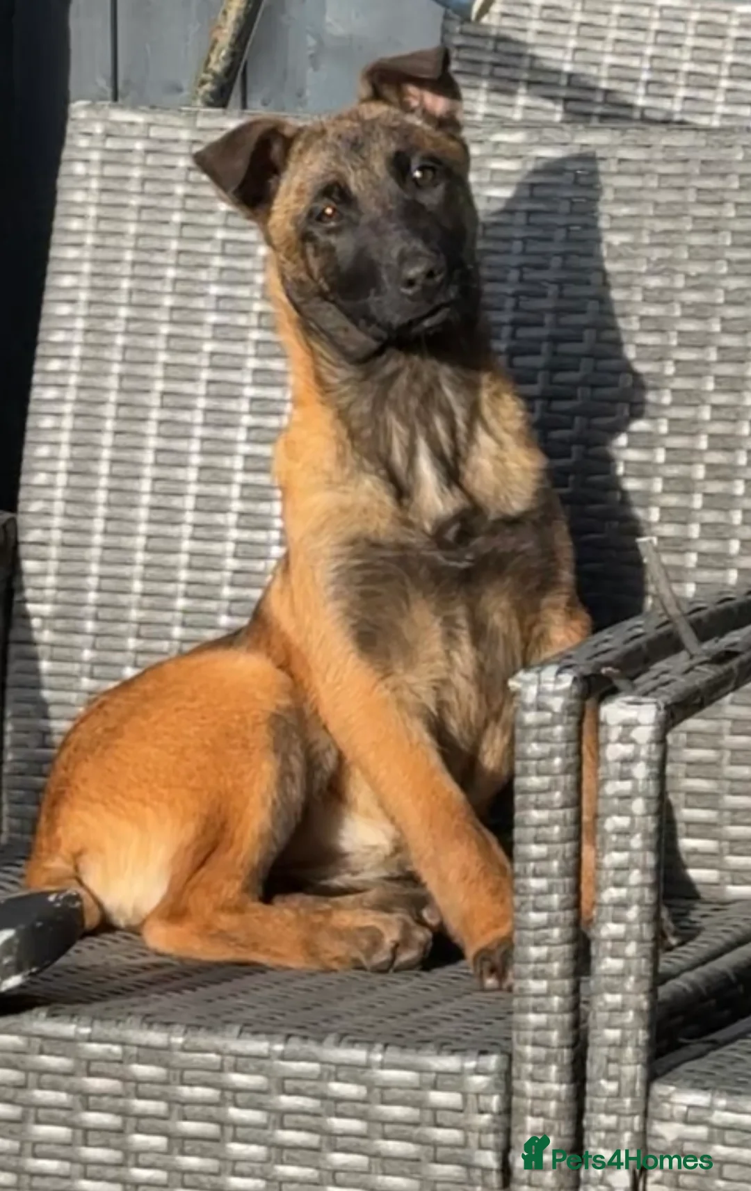 Mixed Breed dogs for sale: Dutch herder x Belgium malinois 1 FEMALE LEFT - Advert 2