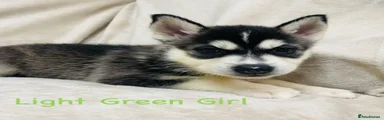 Siberian Husky Puppy Light green