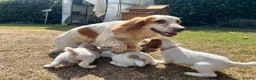 Cocker Spaniel dogs for sale: KC working cocker spaniel lemon roan - Advert 9