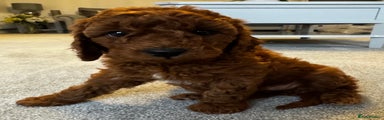 Cavapoochon Puppy 3