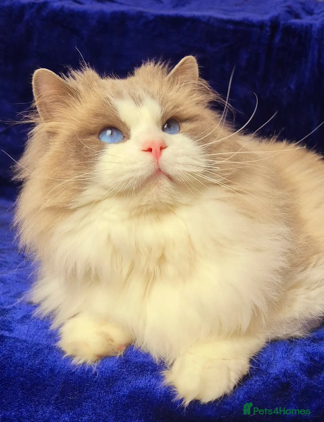 Ragdoll cats for sale: Ragdoll male kitten gccf active - Advert 19