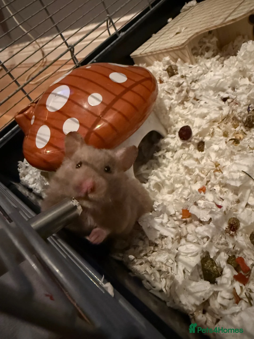 Hamster rodents for sale: Female hamster  4 months old  - Advert 2