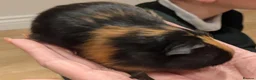 Guinea Pig rodents for sale: Male guinea pigs  - Advert 7