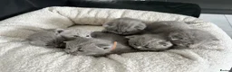 British Shorthair cats for sale: Gorgeous British shorthair kittens  - Advert 3