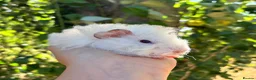Guinea Pig rodents for sale: LOTS !!! very loving baby boy guinea pigs 🩵 - Advert 15