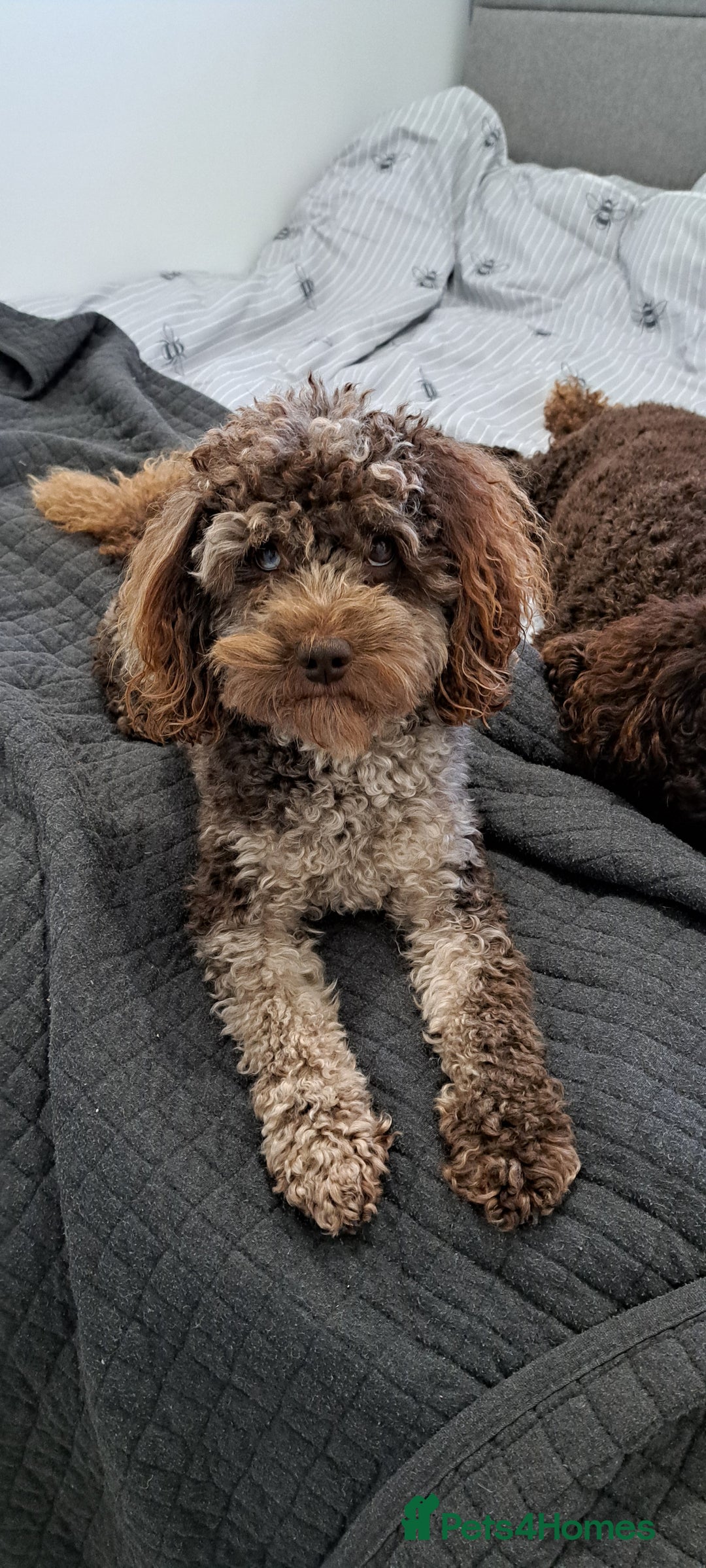 Poodle dogs for stud: cockapoo stud merle DNA health tested in Bristol - Image 3