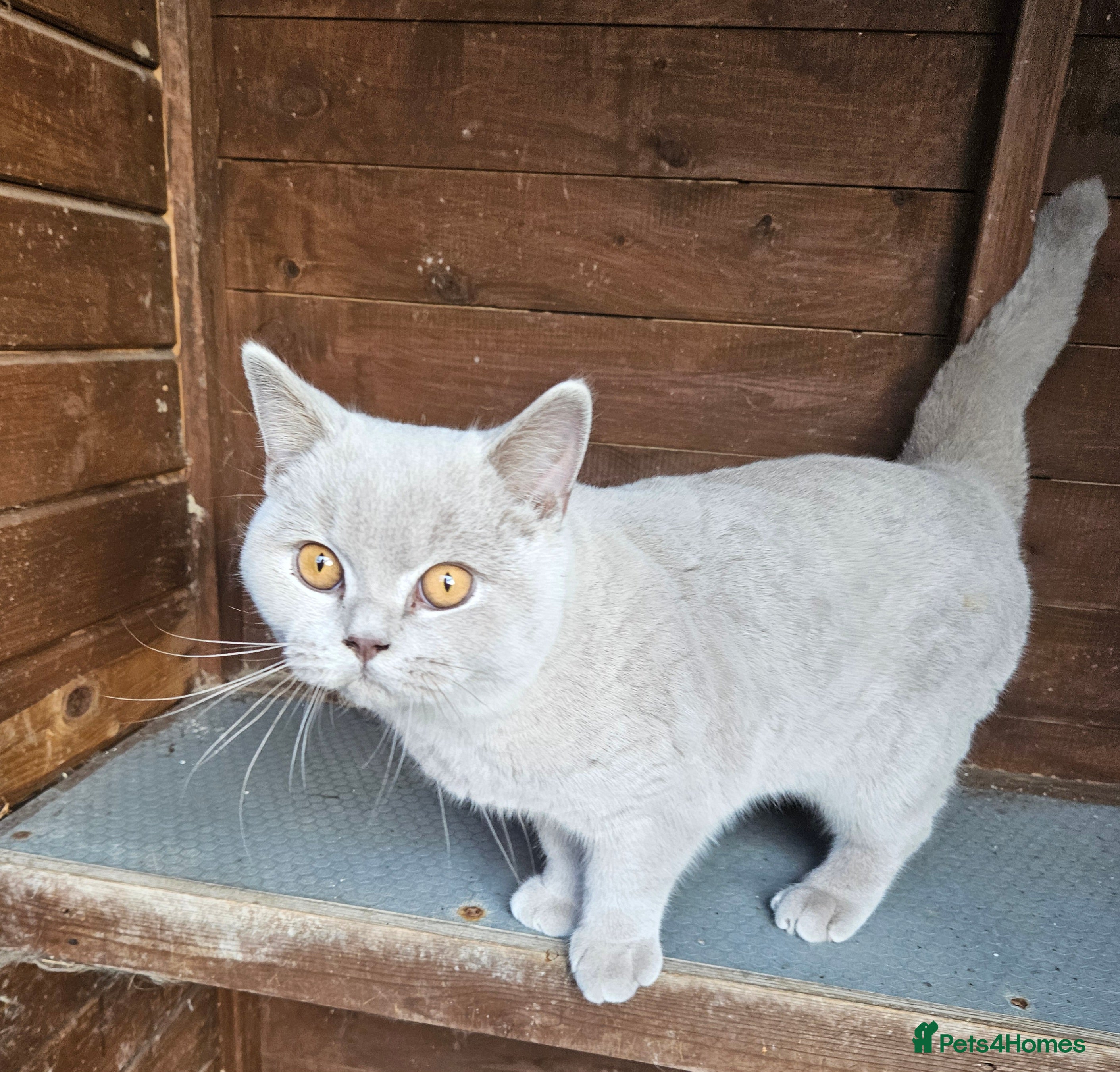 Mixed Breed cats 100% BRITISH SHORTHAIR Lilac Boy - Advert 20