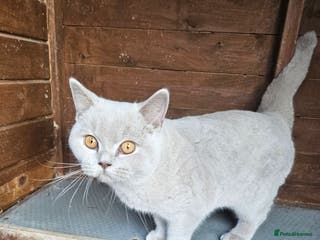 Mixed Breed cats 100% BRITISH SHORTHAIR Lilac Boy - Advert 6