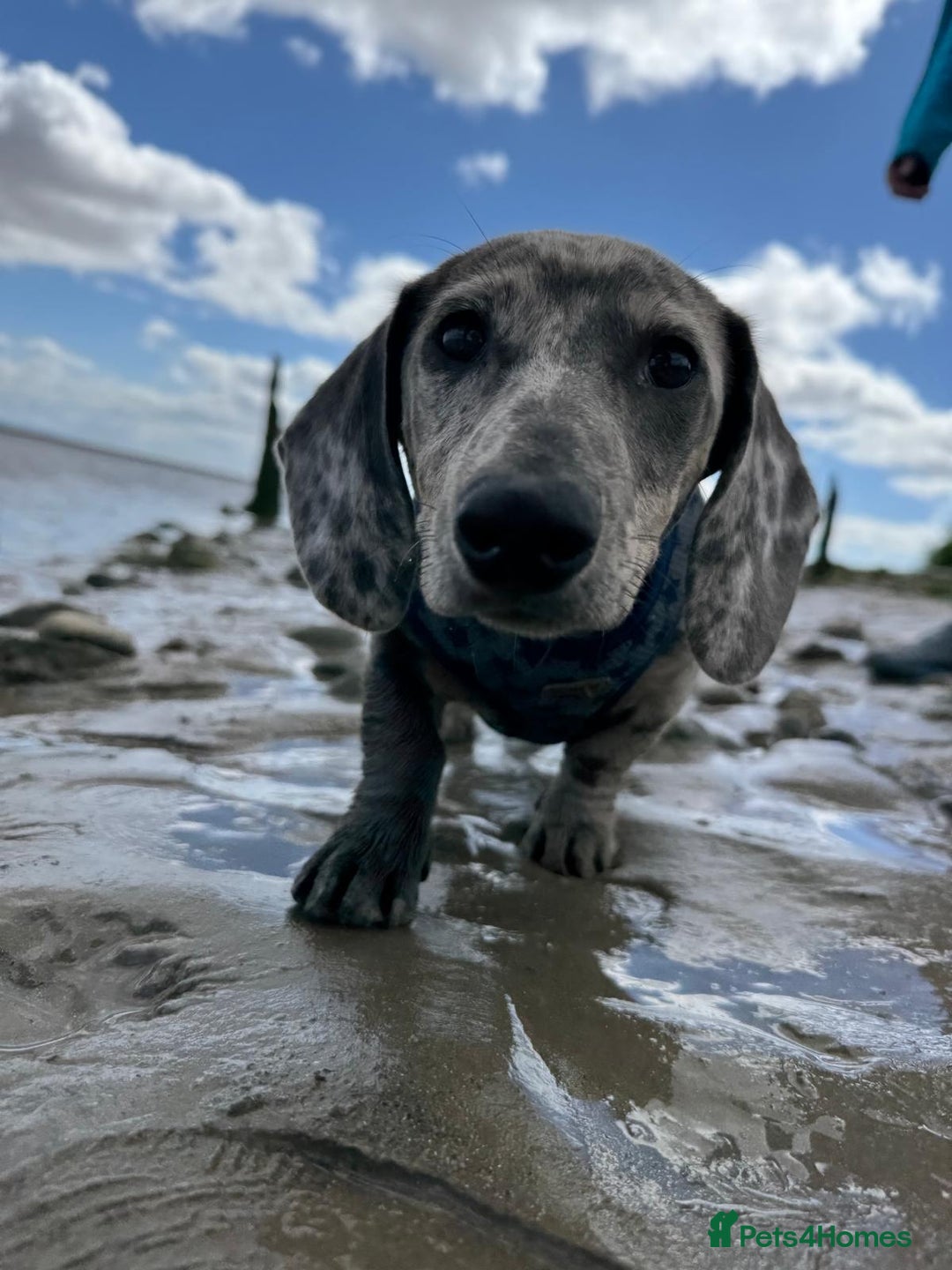 Miniature Dachshund dogs for stud: KC Reg, Miniature Dachshund available for stud   - Advert 6