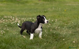 Mixed Breed dogs for sale: 🐾 Jack Russell x Border Collie Puppies  - Image 30