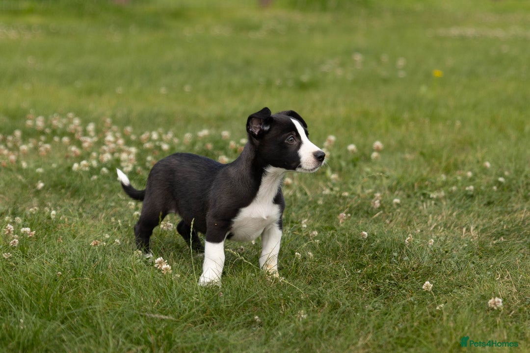 Mixed Breed dogs for sale: 🐾 Jack Russell x Border Collie Puppies  - Image 30