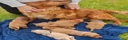 Cockapoo dogs for sale: First class cockerpoo puppies  - Advert 1