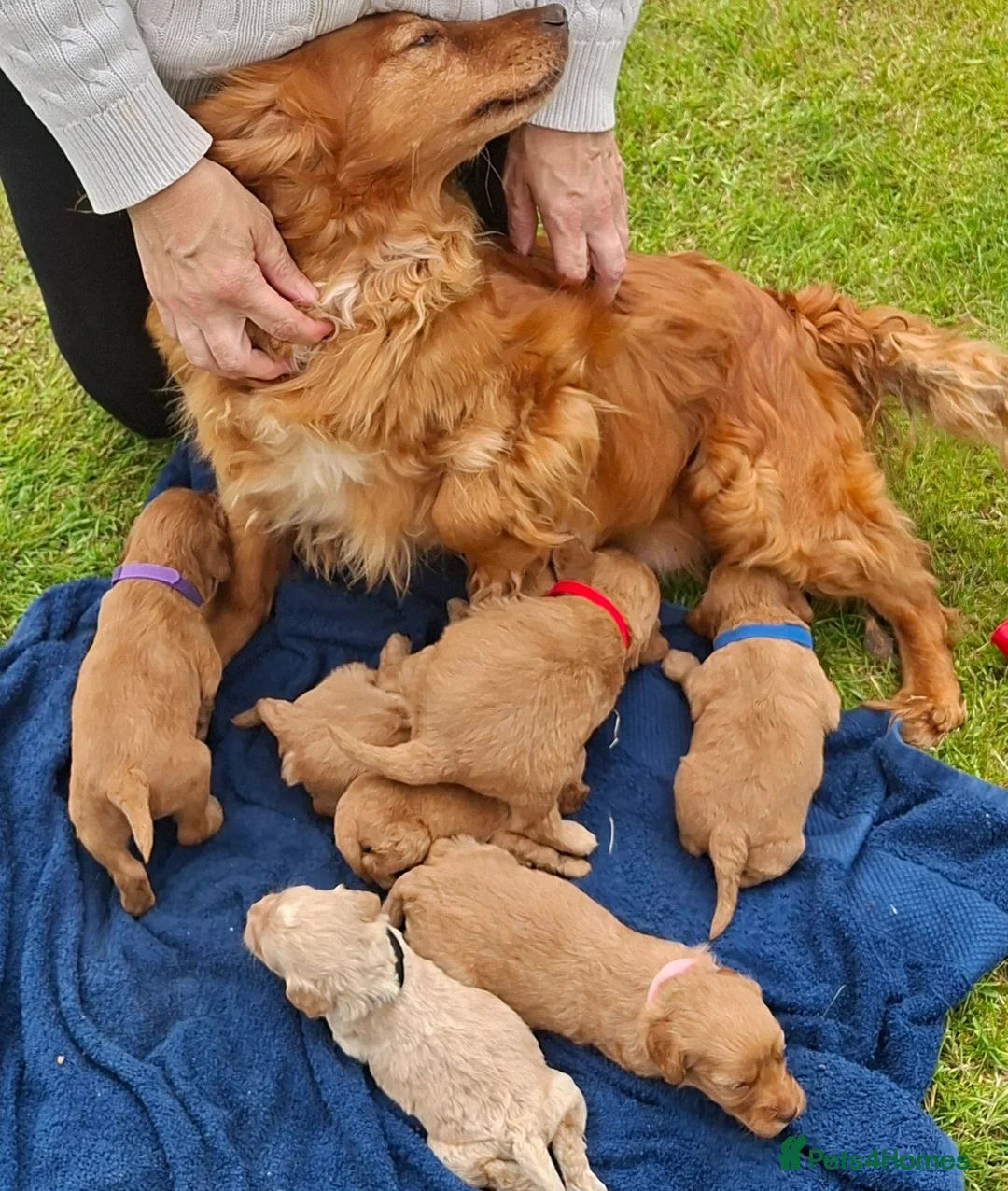 Cockapoo dogs for sale: First class cockerpoo puppies  - Advert 1
