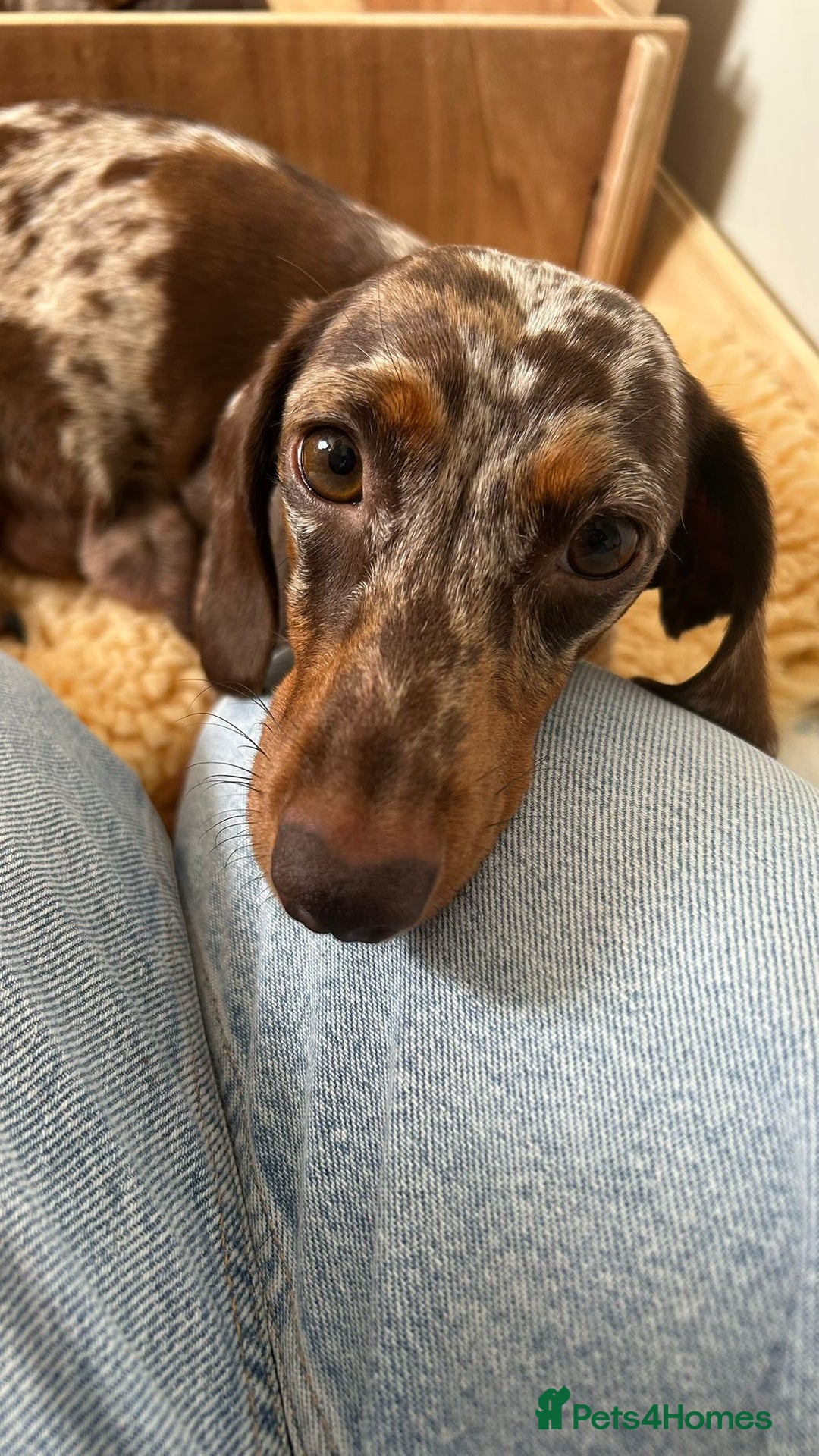 Dachshund dogs for sale: Miniature Daschund - Image 3