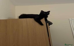 British Longhair cats for sale: Mushroom - Image 4