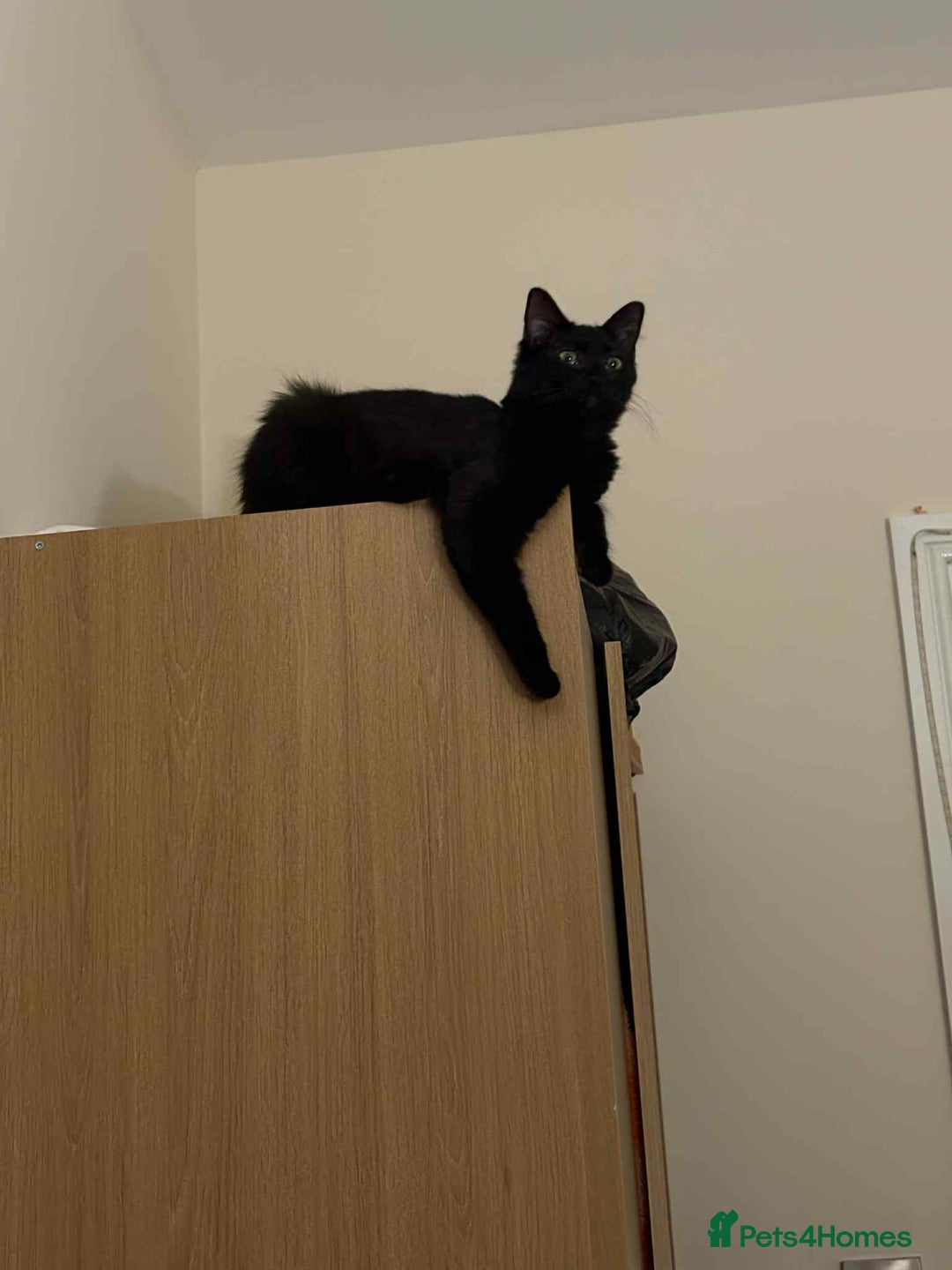 British Longhair cats for sale: Mushroom - Image 4