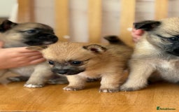 Pomchi dogs for sale: Dollys beautiful puppies - Image 10