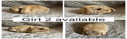 Mini Lop rabbits for sale: 5 beautiful baby mini lops ready to reserve - Advert 5