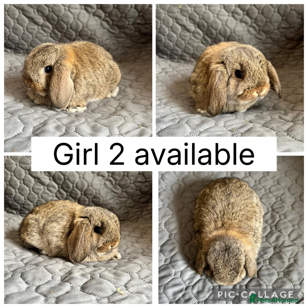 Mini Lop rabbits for sale: 5 beautiful baby mini lops ready to reserve - Advert 5