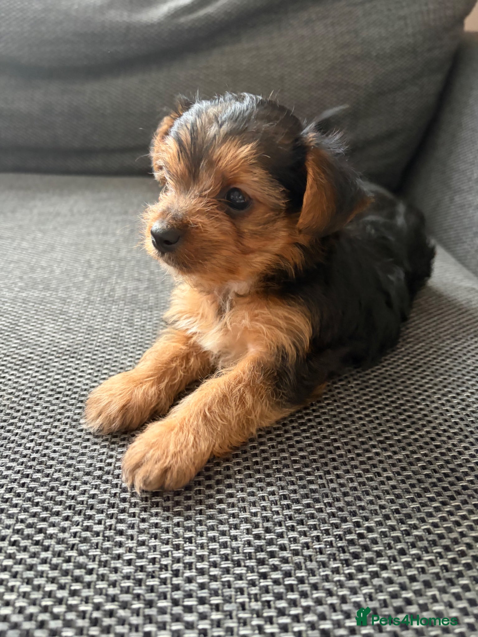 Yorkshire Terrier Puppy 2
