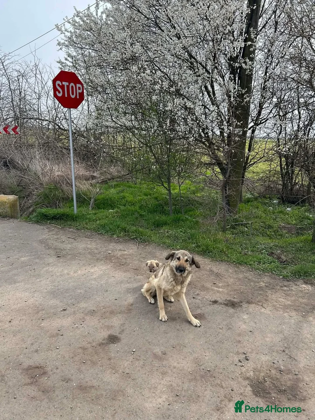 Mixed Breed dogs for adoption: Amanda - Norwich Norfolk  - Advert 17
