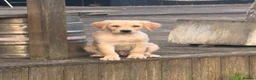 Golden Retriever dogs for sale: Beautiful KC Registered Golden Retriever Boy - Advert 2