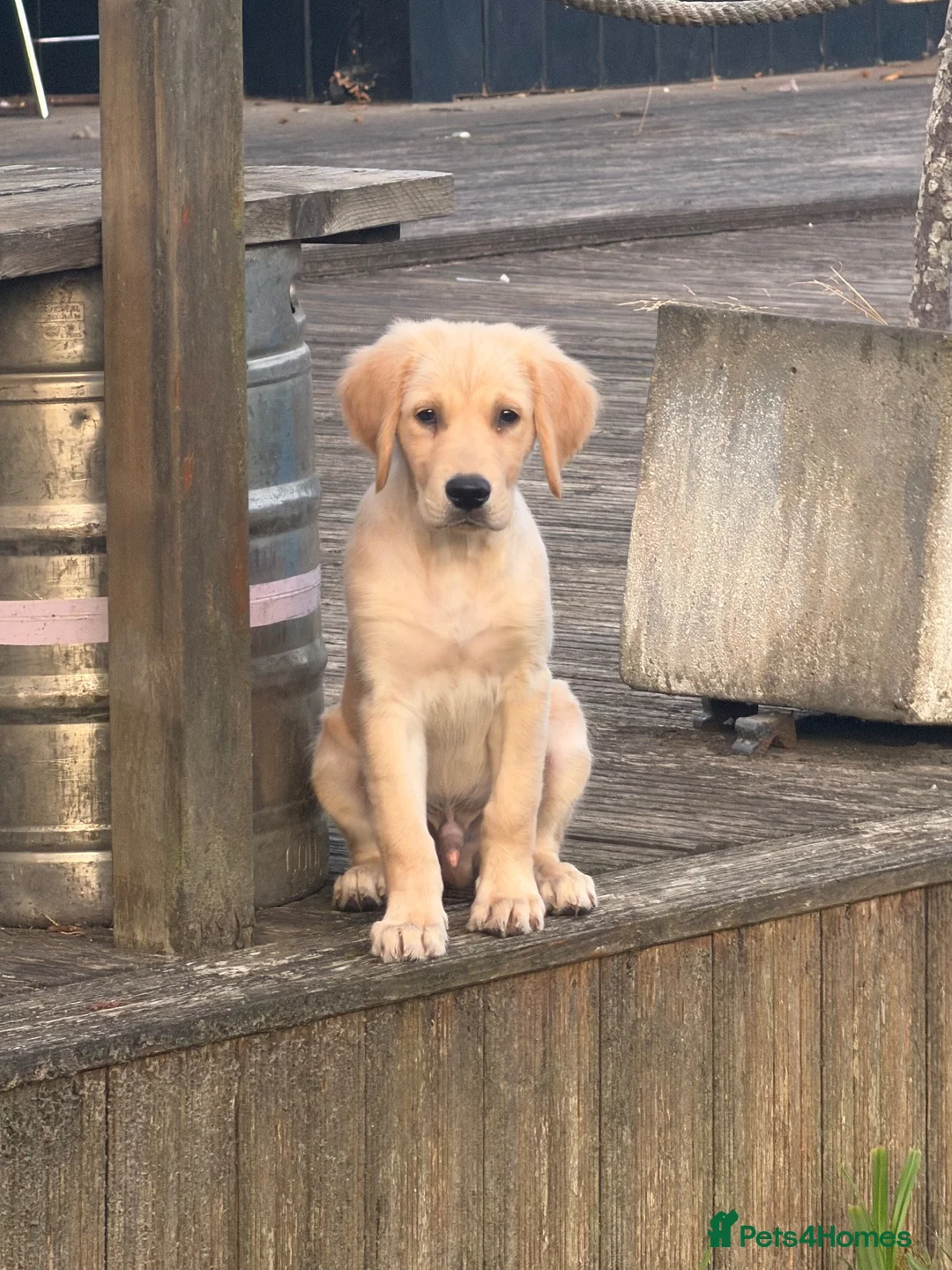 Golden Retriever dogs for sale: Beautiful KC Registered Golden Retriever Boy - Advert 2