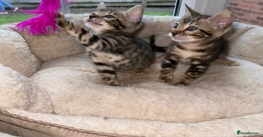 Bengal cats - Advert 4