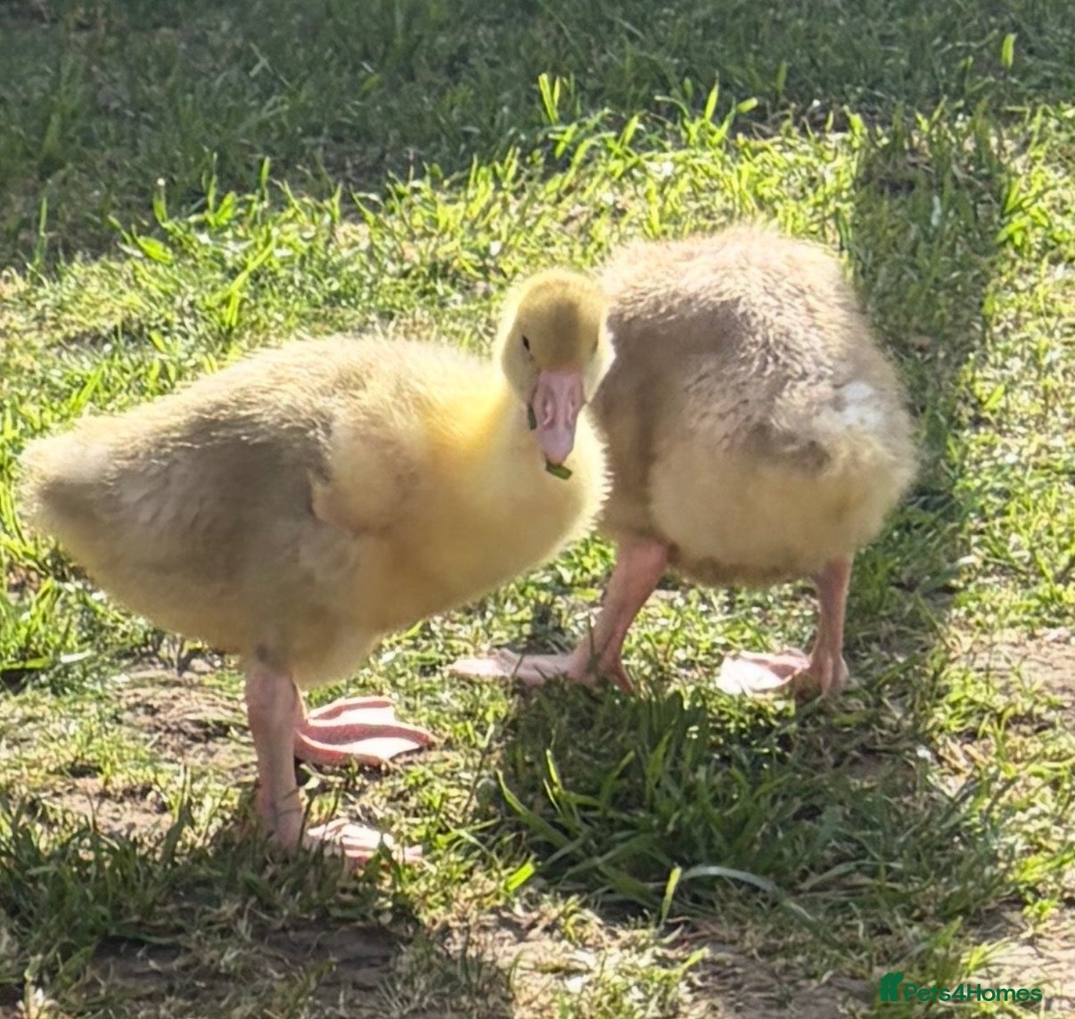 Geese poultry Beautiful Goslings - Advert 1