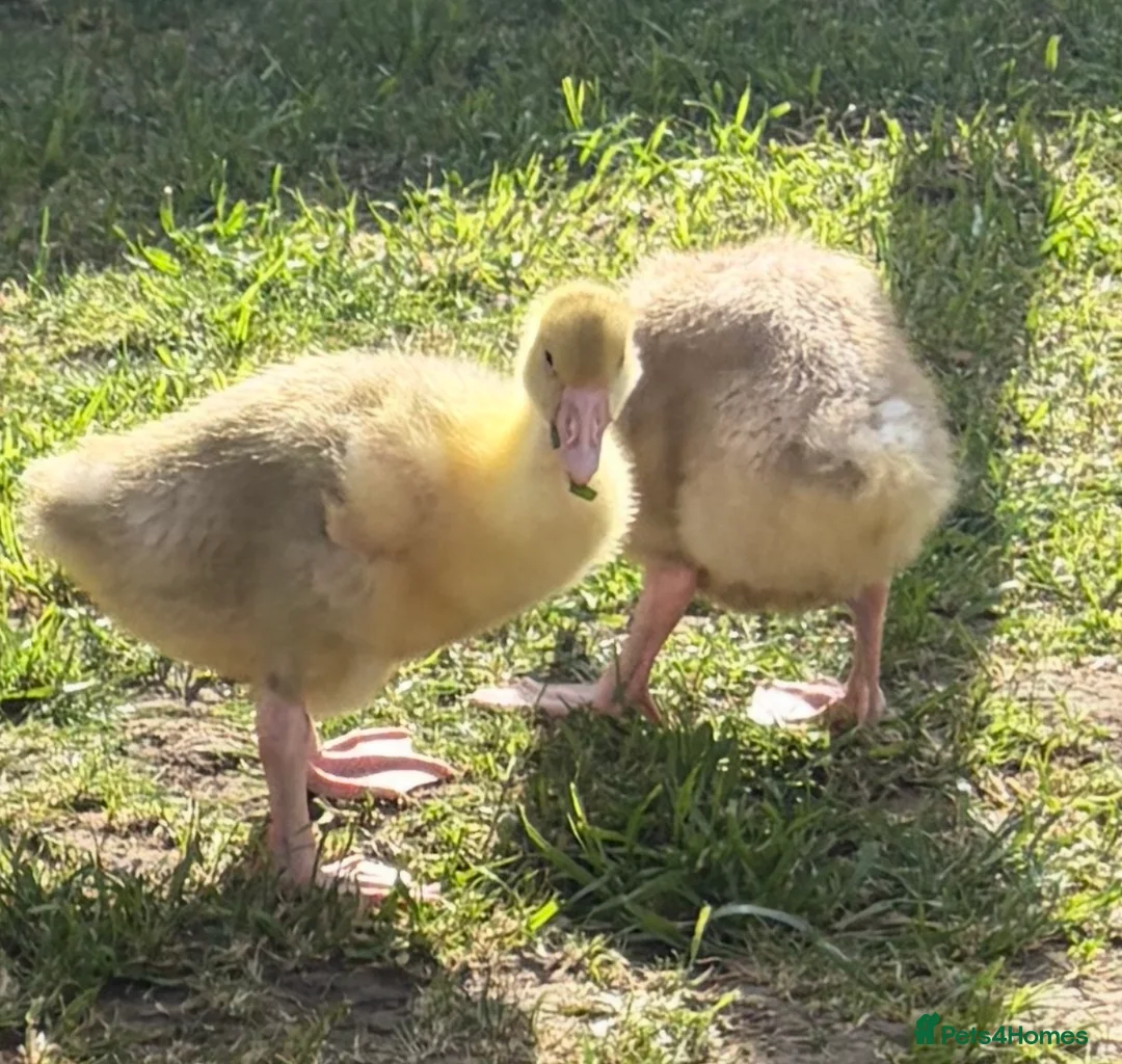 Geese poultry for sale: Beautiful Goslings - Advert 1