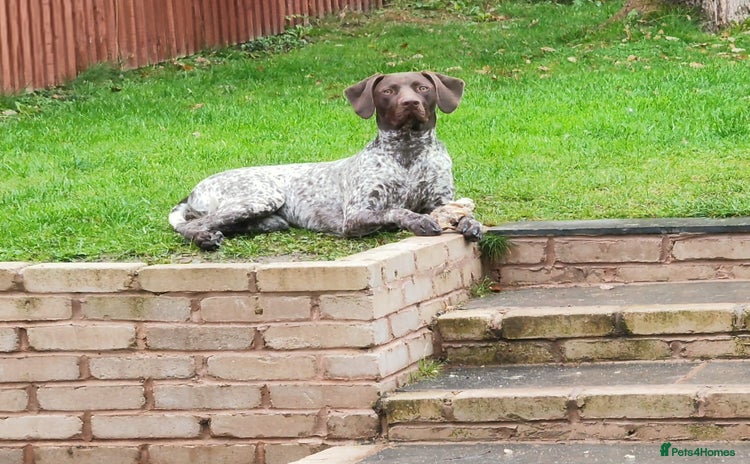 German Shorthaired Pointer dogs - Advert 1