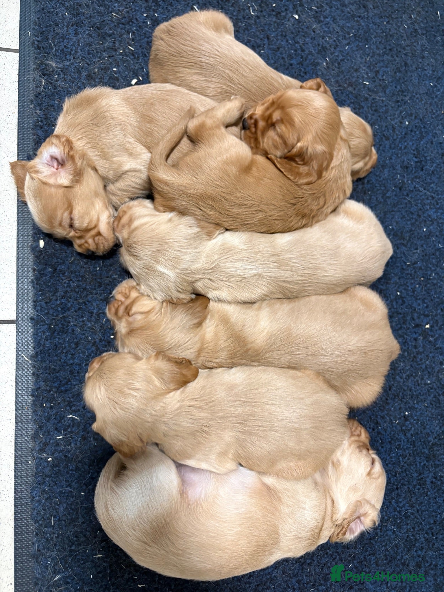 Cocker Spaniel dogs Gorgeous Golden Working Cocker Spaniels - Advert 1