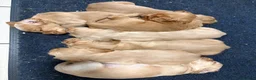 Cocker Spaniel dogs for sale: Gorgeous Golden Working Cocker Spaniels - Advert 1