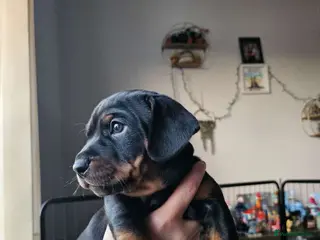 Mixed Breed dogs Beautiful little black & tan boy, dachshund mix🥹 in Motherwell - Advert 3