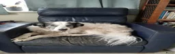 Mixed Breed dogs for adoption: Lilly & Fleabag (Lulu) — Better Homed Together in Lincoln - Advert 7