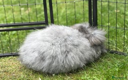 Angora rabbits for sale: female angora ready now  - Image 5