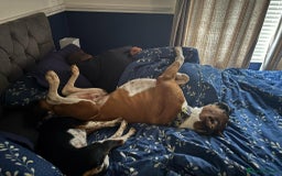 Beagle dogs for adoption: Bonnie needs her forever home  - Image 2