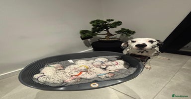 Dalmatian dogs Dalmatians for Sale (Last Girl / 4 Boys Left) - Advert 11