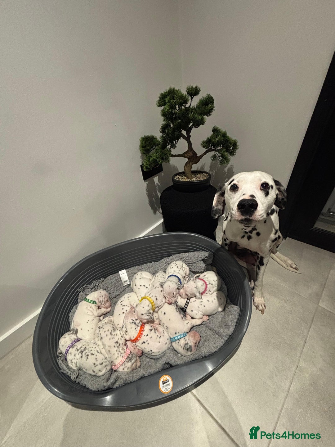Dalmatian dogs for sale: Dalmatians for Sale (Last 2 Boys Left) - Advert 7