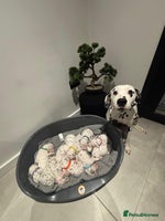 Dalmatian dogs Dalmatians for Sale (Last Girl / 4 Boys Left) - Advert 5
