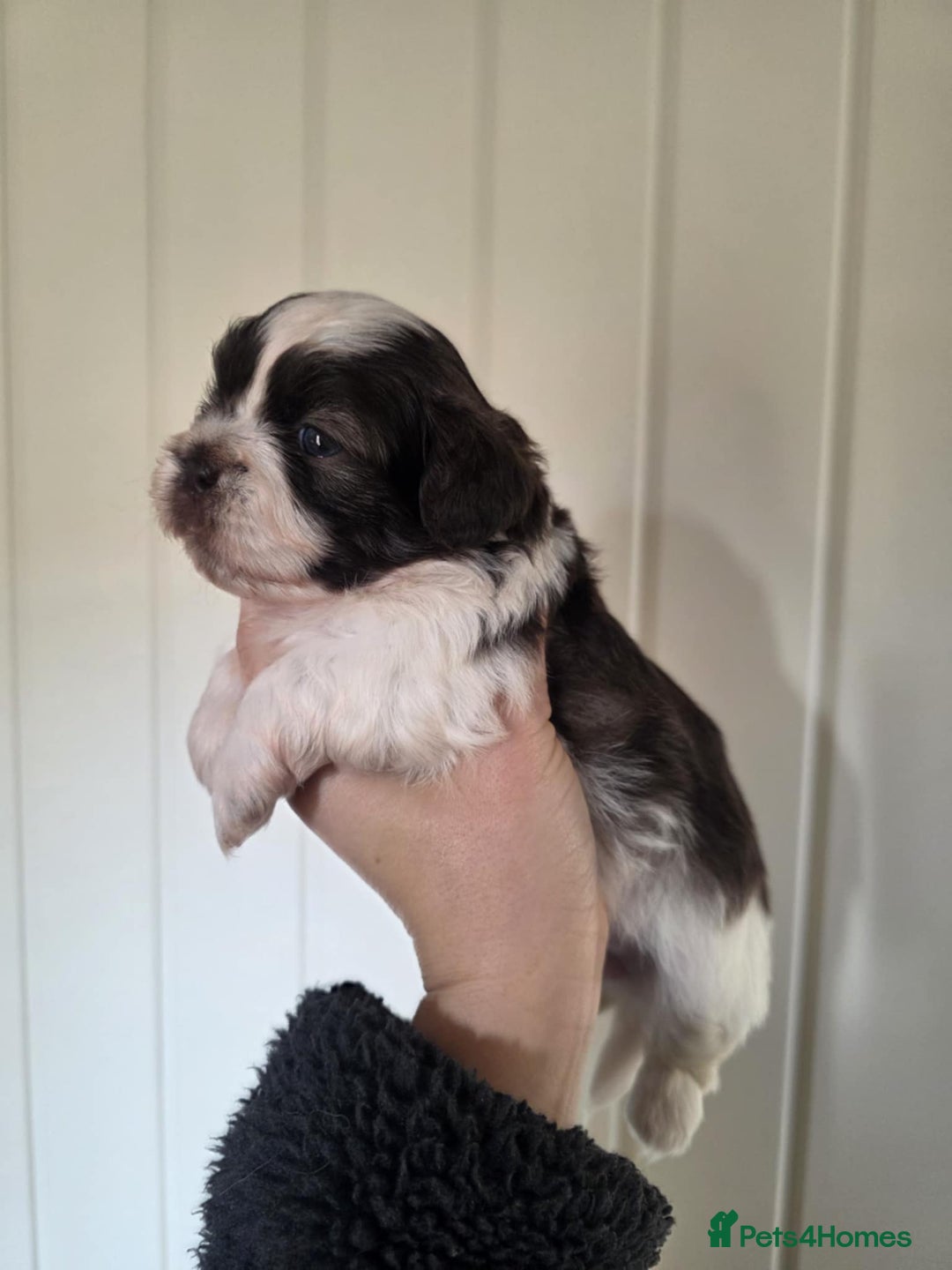 Shihpoo dogs for sale: Shih poo  - Advert 7