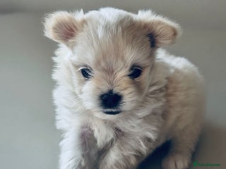 Mixed Breed dogs Maltipom - Advert 3