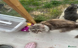 Maine Coon cats for sale: Active Maine Coon Breeding Queen - Image 6