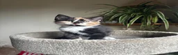 Mixed Breed cats for sale: 4 kittens - 2 male, 2 female  - Advert 25