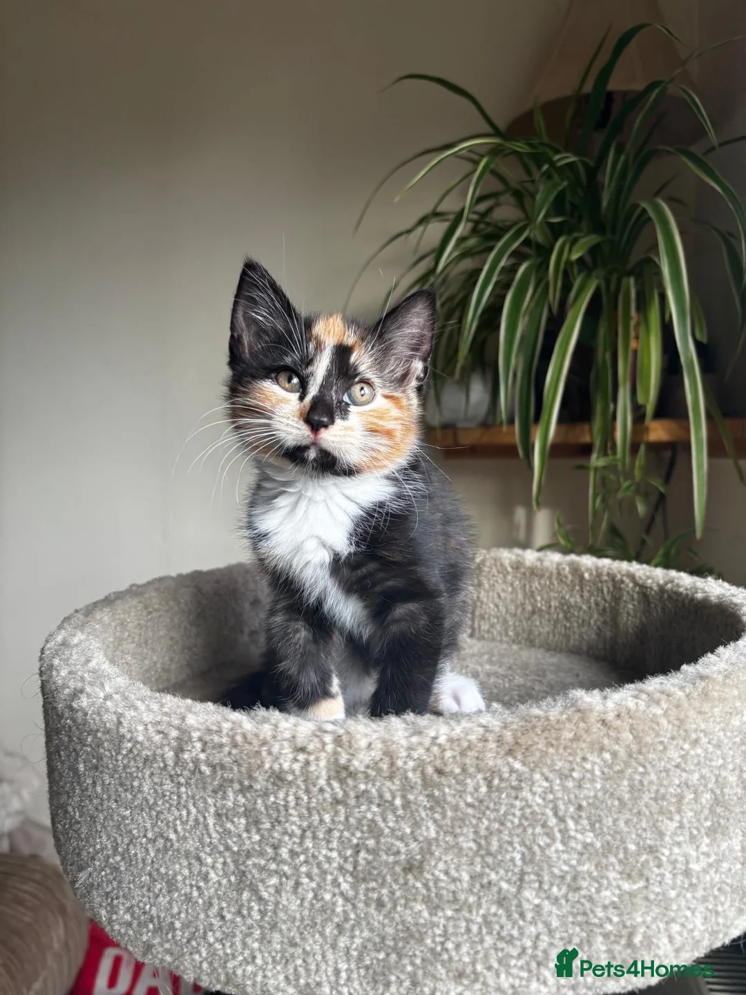 Mixed Breed cats for sale: 4 kittens - 2 male, 2 female  - Advert 25