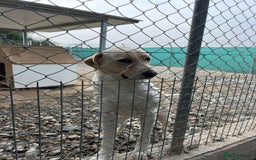 Labrador Retriever dogs for adoption: STORM !  - Image 12