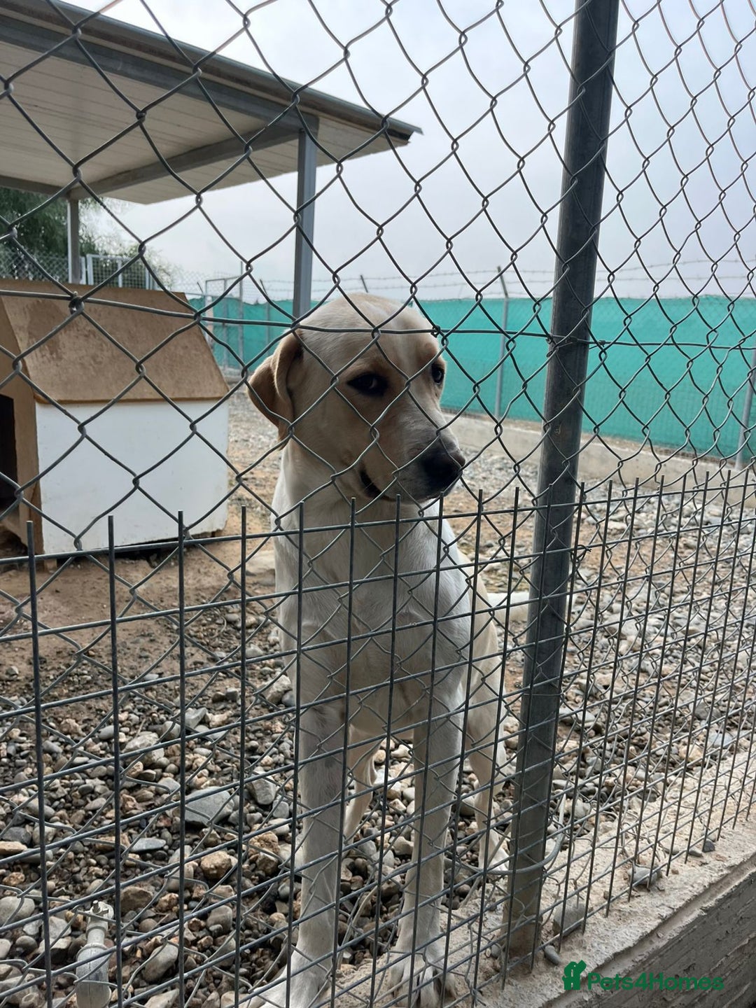 Labrador Retriever dogs for adoption: STORM !  - Image 12